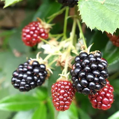 La Campagne A * パリ
